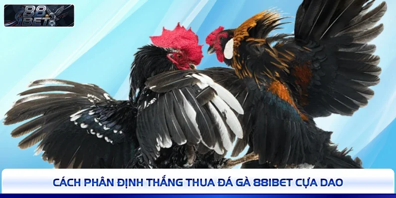 Cách phân định thắng thua đá gà 88IBET cựa dao