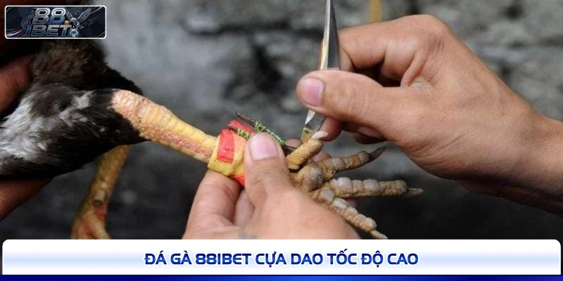 Đá gà 88IBET cựa dao tốc độ cao