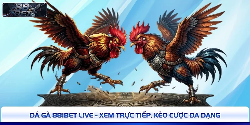 Đá Gà 88IBET Live - Xem Trực Tiếp, Kèo Cược Đa Dạng