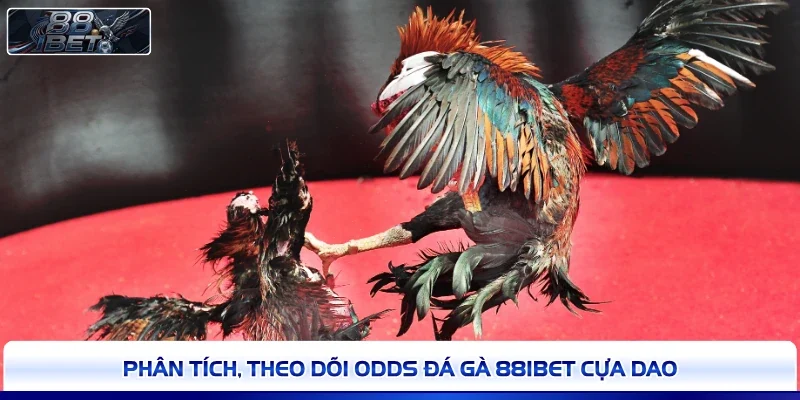 Phân tích, theo dõi odds đá gà 88IBET cựa dao
