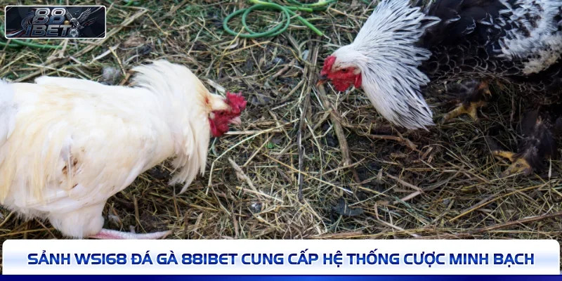 Sảnh WS168 đá gà 88IBET cung cấp hệ thống cược minh bạch